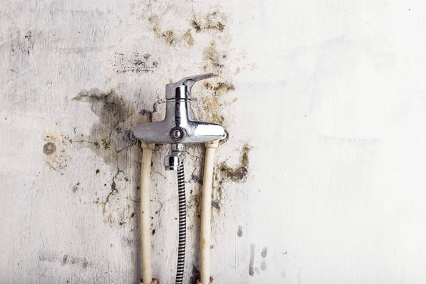 Best Mold Removal Company Near Me  in Eagle, CO