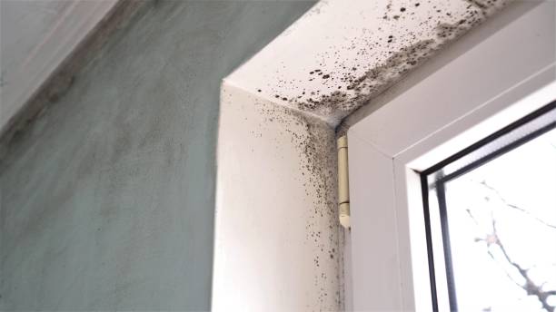 Best Attic Mold Removal  in Eagle, CO