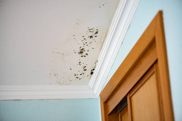 Best Residential Mold Removal  in Eagle, CO