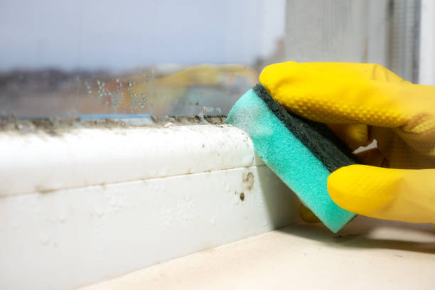 Best Toxic Mold Removal  in Eagle, CO