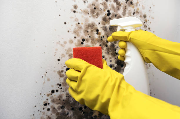Best Black Mold Removal  in Eagle, CO