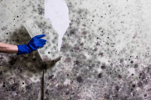 Best Mold Damage Repair  in Eagle, CO